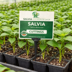 salvia divinorum cuttings for sale
