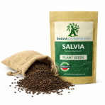 salvia divinorum seeds online