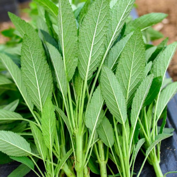 salvia divinorum cuttings