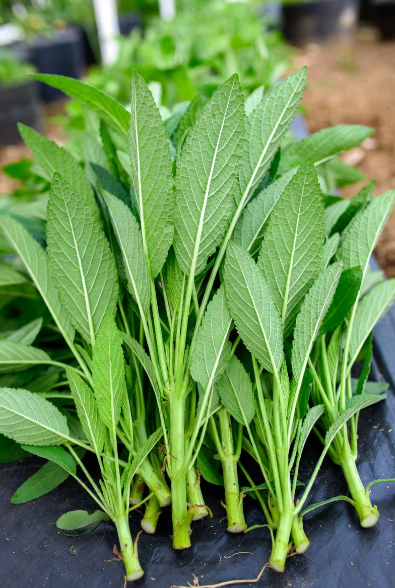 download salvia divinorum cuttings