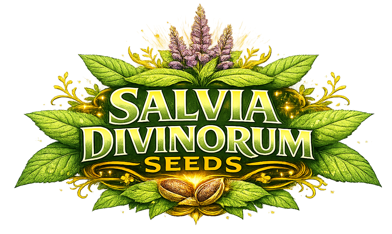 Salvia Divinorum Plant Image