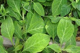 what is salvia divinorum